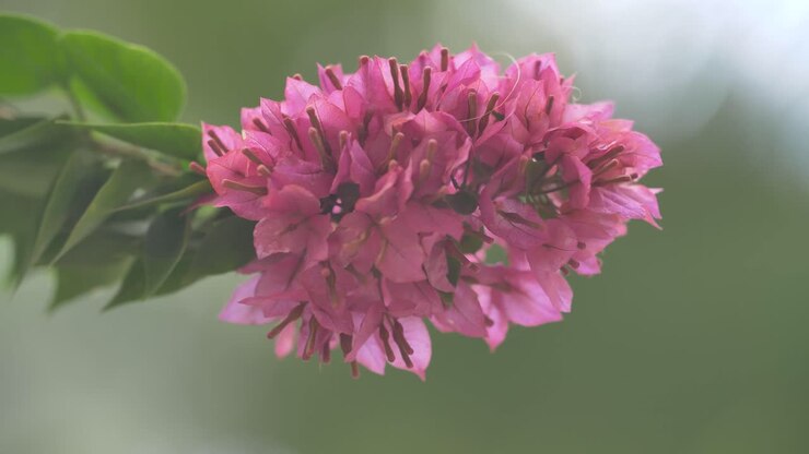Primo piano cinematografico di un vivace gruppo di fiori di buganvillea rosa che sbocciano e ondeggiano delicatamente nella brezza su uno sfondo bokeh verde tenue in un giardino tropicale