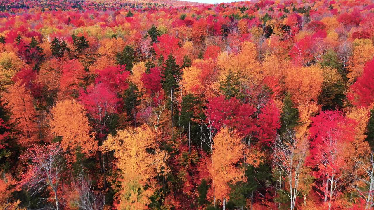 paisaje colorido mágico, vista aérea de colores vivos y llamativos del bosque en el campo rural, disparo de drones