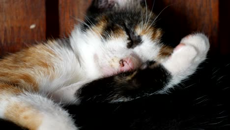 striped  kitten cat