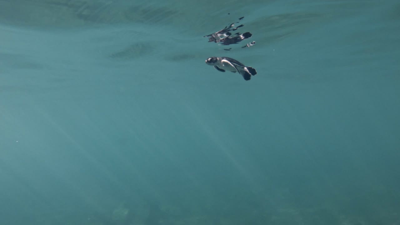 푸른 바다 표면 가까이에서 수영하는 어린 녹색 바다 거북