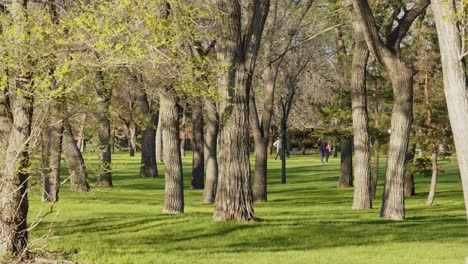 a public park with green meadows and trees with very few people in the background on a sunny day in the spring season, handheld shot with a narrow field of view