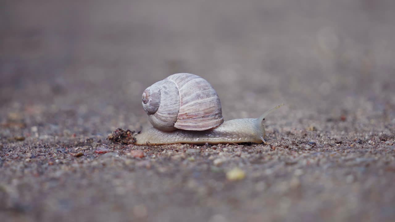 caracol burdeos arrastrándose sobre la arena. - de cerca