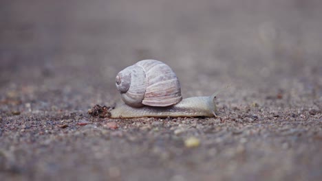 burgundy snail crawling on sand. - close up