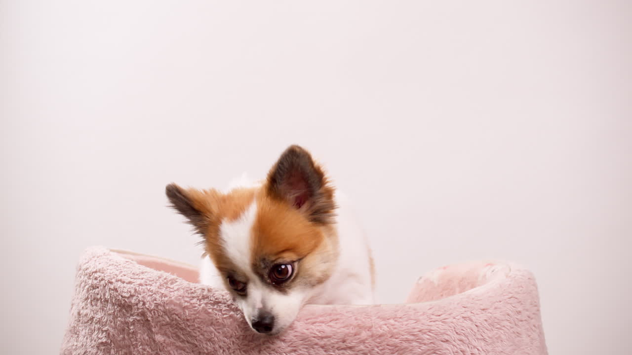 video filmado cerca de un perrito feliz, un cachorro acostado en una alfombra rosa con una pared rosa en el fondo