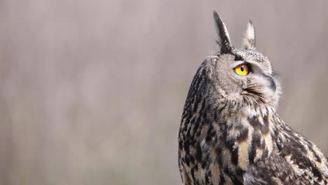 medium shot of eagle owl on forest background