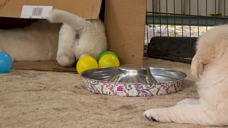 Golden-Retriever-Puppies-Laying-Inside-Cardboard-Box-Near-Water-Tray