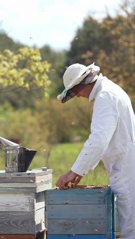 organic beekeeping. professional beekeeper in white suit and protective hat inspecting bees on apiary in summer. chimney with smoke on a hive. profile view. slow motion. vertical video