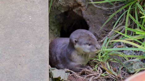 Glatthaarige-Otterwelpen,-Die-Aus-Ihrem-Hort-Kommen-2