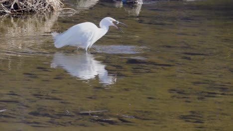 white little egret caught fish in river pond - slow-motion