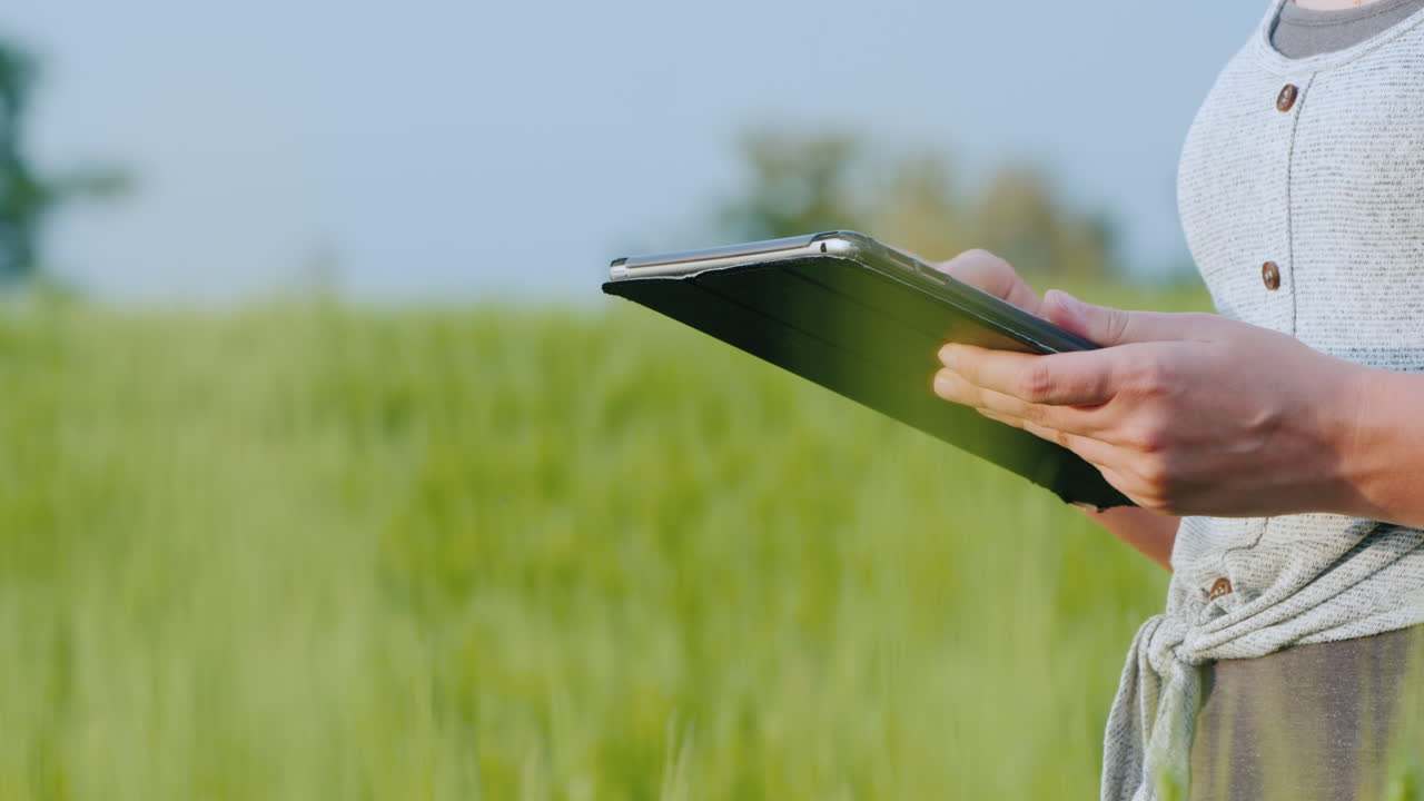 женщина-фермер с планшетом в руках стоит на зеленом пшеничном поле