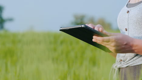 mujer agricultora con tableta en la mano se encuentra en campo de trigo verde