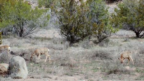 Grazing-Mule-Deer-On-Countryside-Grassland