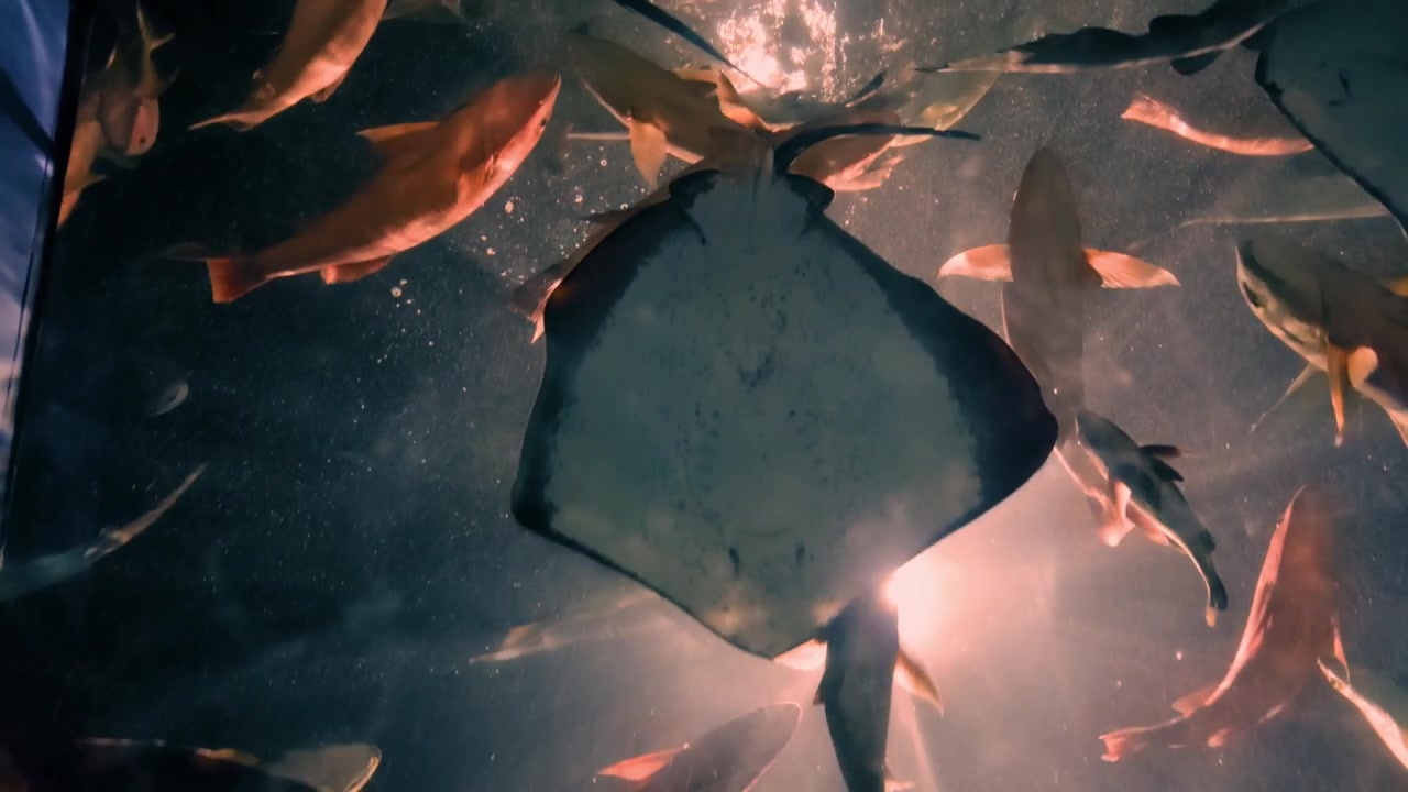 Una vista immersiva dal basso all'interno di grandi acquari, con la luce solare che filtra attraverso l'acqua. Varie forme di vita marina, tra cui pesci, squali e graziose mante, nuotano pacificamente.