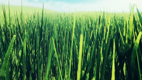 summer green meadows and fields densely overgrown with grass. fresh green grass close-up, rippling in the wind. looping animation perfect for nature, ecology, travel or tourism backgrounds.