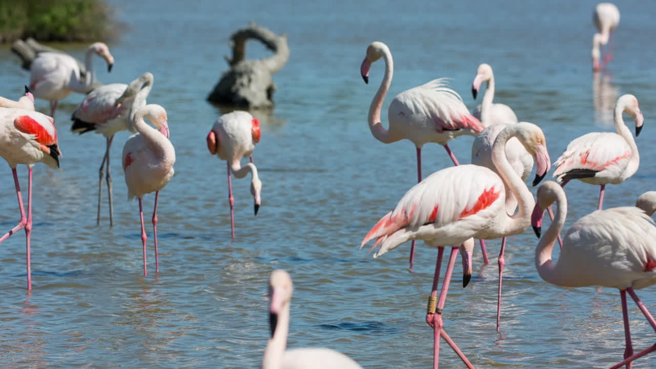flamencos carmargue 28
