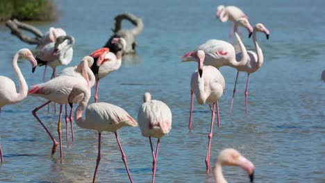 carmargue flamingos 28