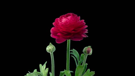 el lapso de tiempo de apertura de la flor roja de la mariposa aislada con el canal alfa mate. vista lateral de la flor de ranúnculo floreciendo en el lapso del tiempo