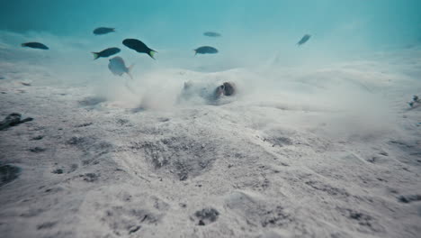 Stachelrochen-Versteckt-Sich,-Während-Er-Sich-Am-Sandboden-Ernährt,-Während-Darüber-Im-Kristallklaren-Wasser-Ein-Fischschwarm-Schwimmt