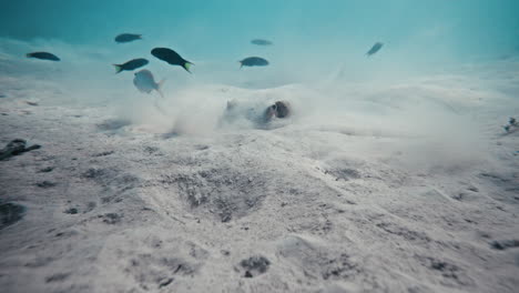 la raya se esconde mientras se alimenta a lo largo del fondo arenoso con un grupo de peces nadando por encima en aguas cristalinas.