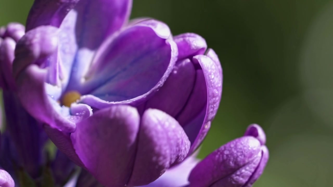 Time-lapse macro di un fiore di lillà viola che sboccia