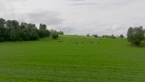 distant herd of cow grazing in lush green field on cattle ranch, aerial