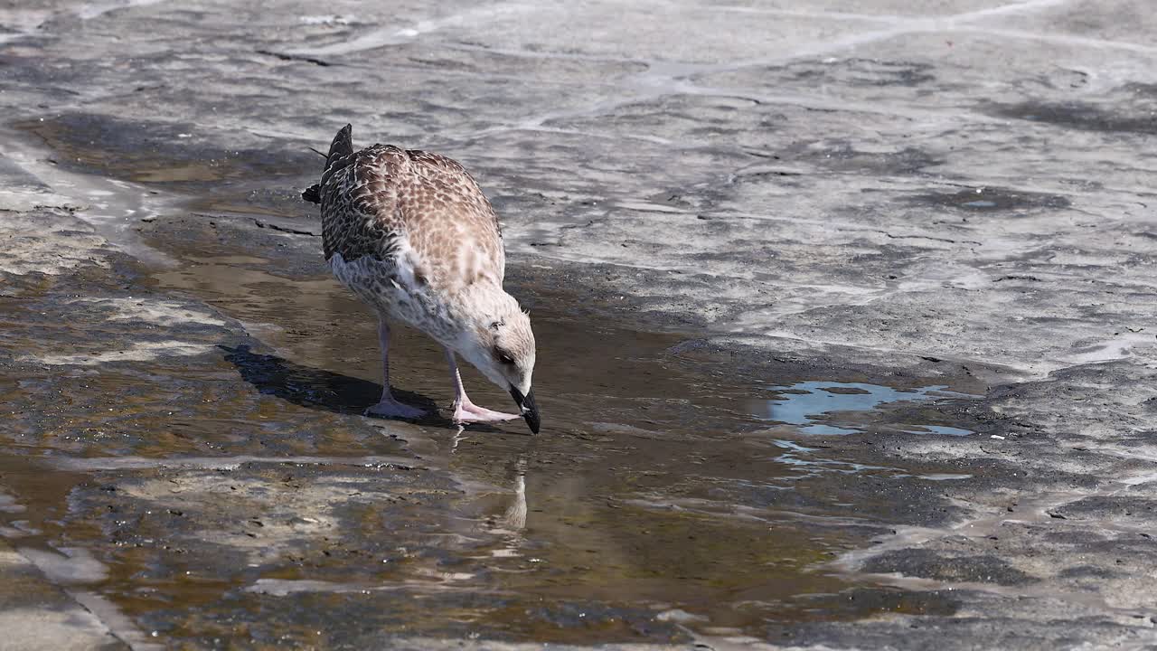 la gaviota explorando el terreno húmedo en sorrento, italia