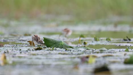 Hermosos-Polluelos-De-Jacana-Alimentándose-En-Un-Estanque-De-Nenúfares-Por-La-Mañana