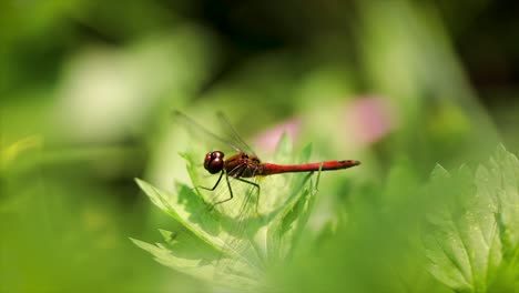 dragonfly closeup on a flower in slow motion