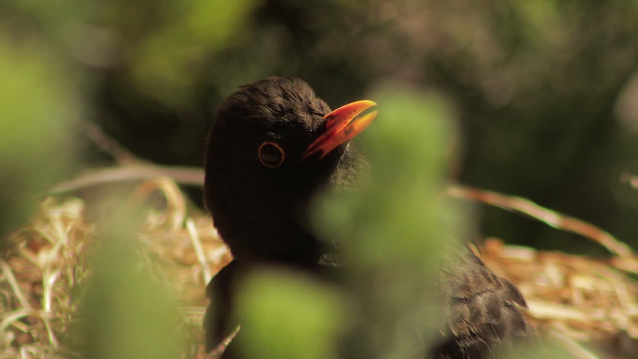 Blackbird Sitting Still Sunning Moving Head Slowly