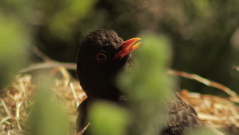 blackbird sitting still sunning moving head slowly