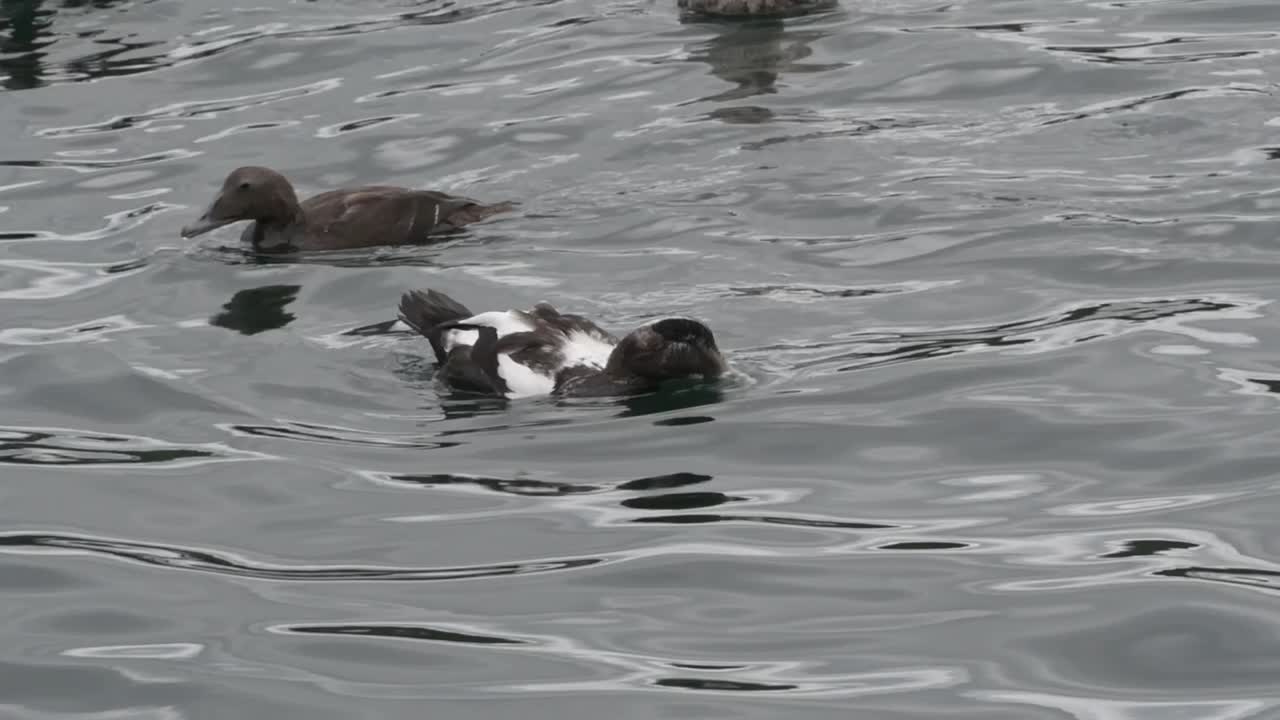 Close-up of a diving eider duck in its natural habitat in Norway