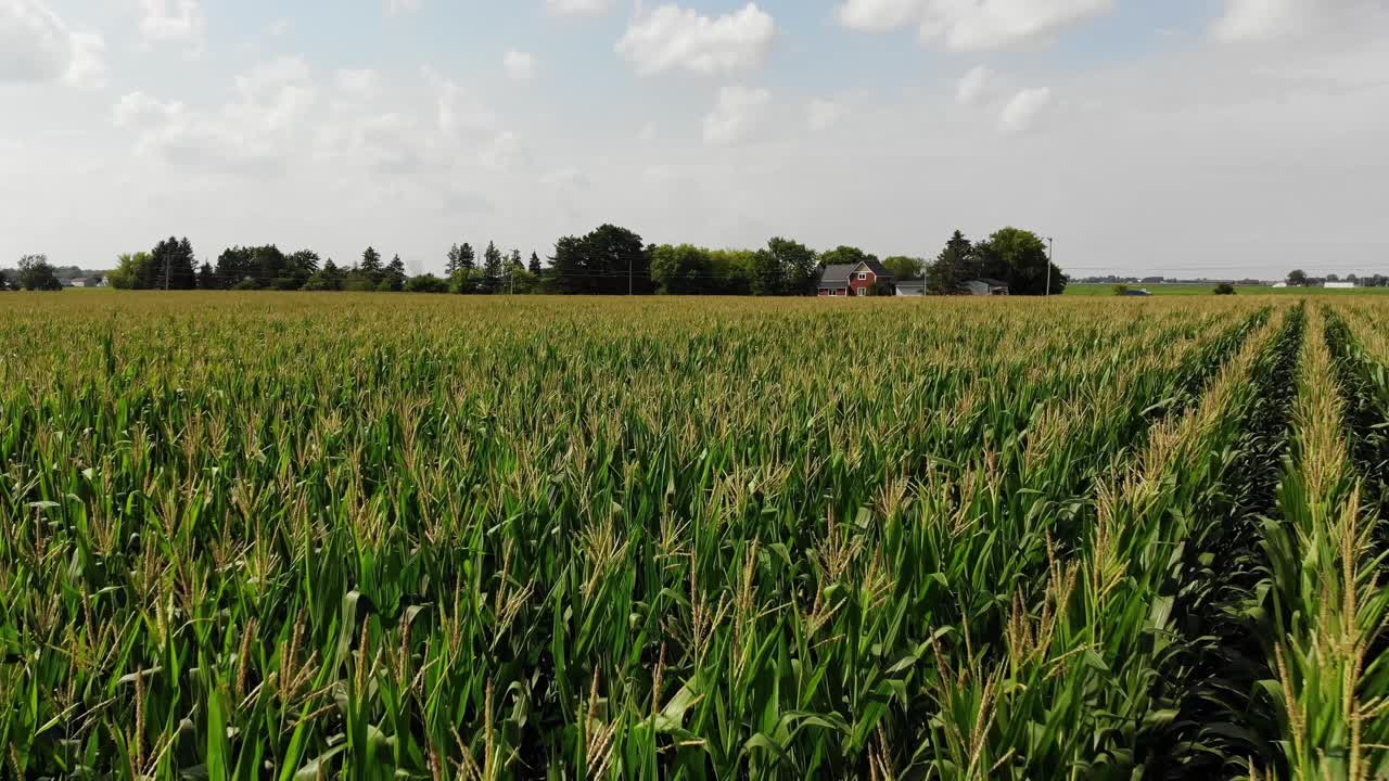 una vista aérea baja en lo alto de un típico campo de maíz de michigan