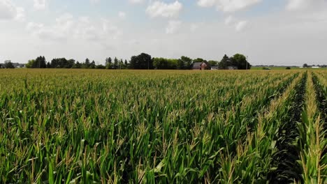 A-low-aerial-view-atop-a-typical-Michigan-cornfield