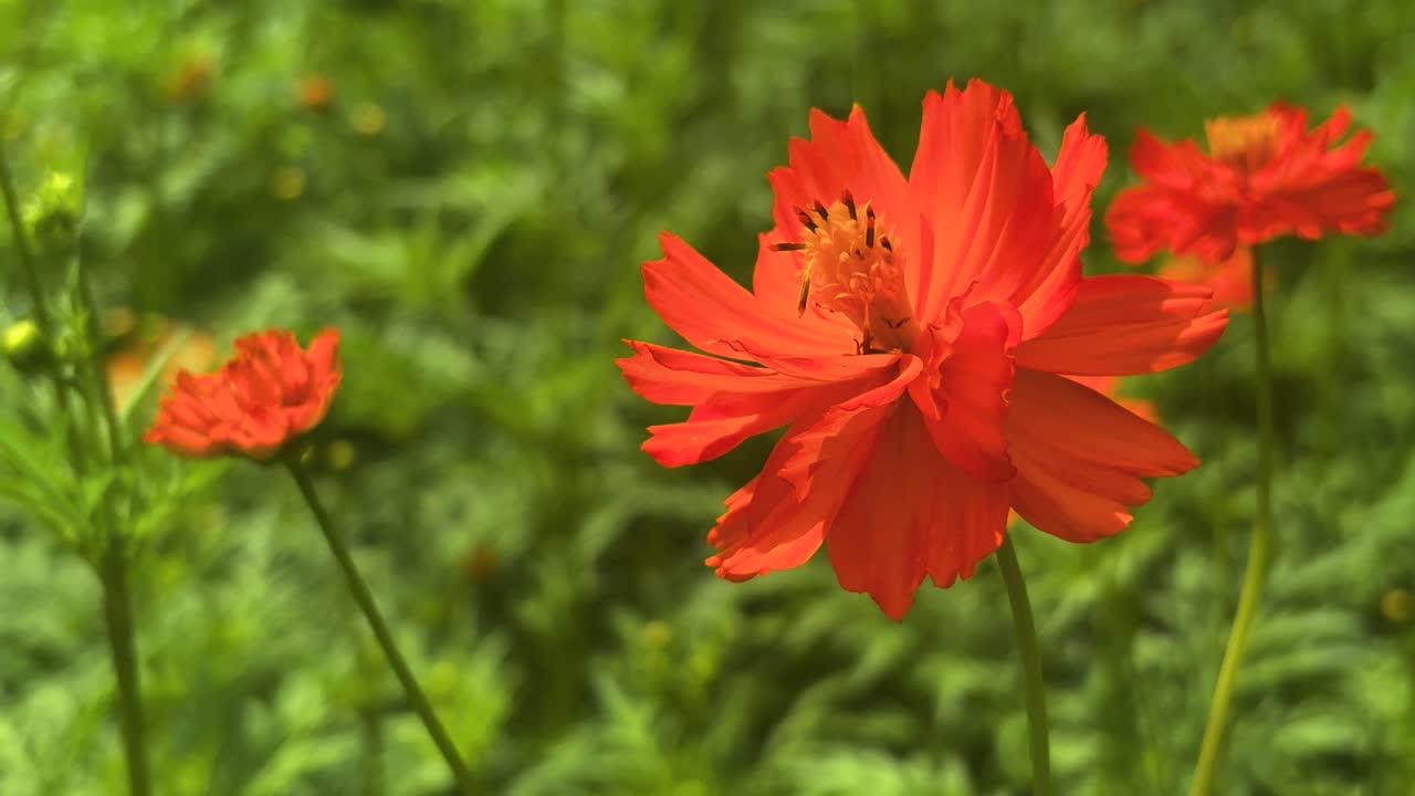 Orange Cosmos Flowers