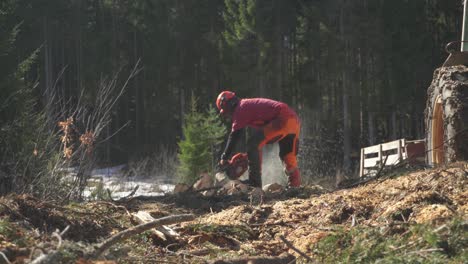 logger cut trees in the forest with a chainsaw