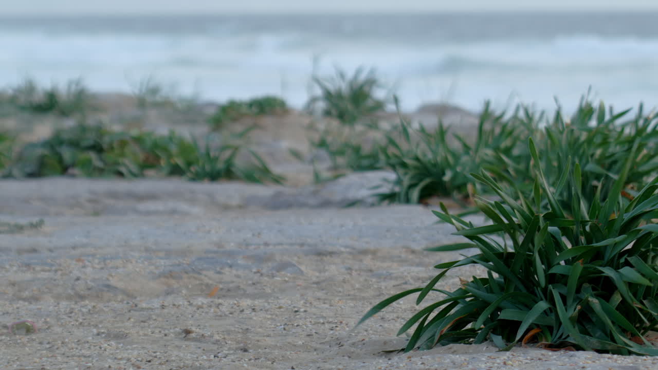 Some plants in the wind on the beach.