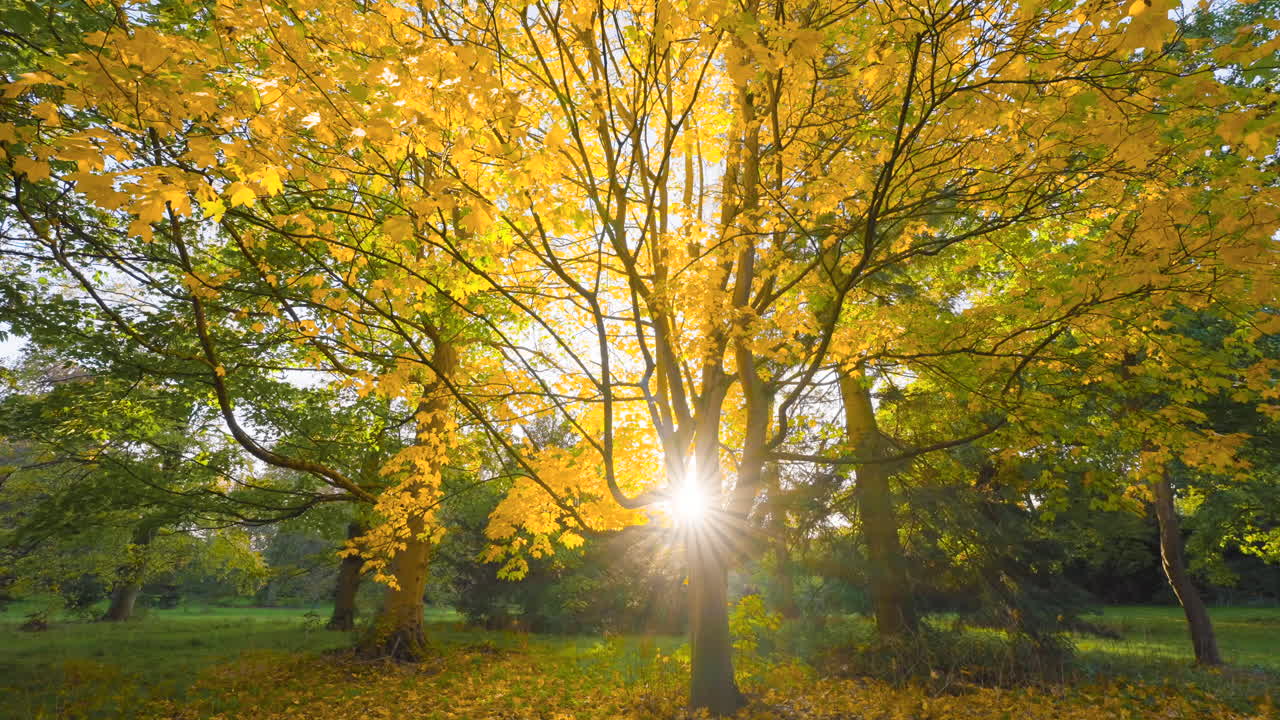 Autumn Sunbeams Through Golden Maple Trees