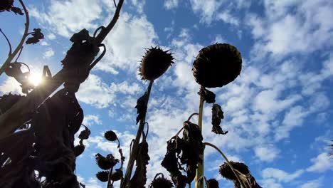 large plantation of ripe sunflower ready for harvest large plantation of ripe sunflower ready for harvest dry sunflower