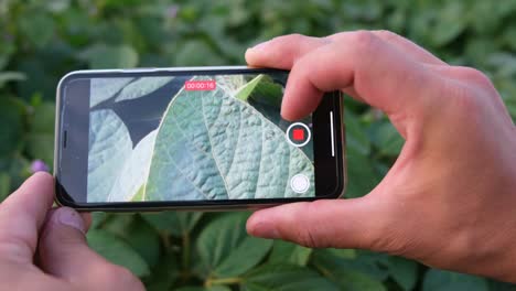closeup of smartphone video shooting of ground green sprouts closeup of smartphone video shooting of ground green sprouts a mans hand films a young plant