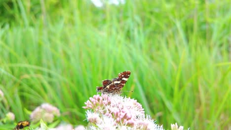 Una-Mariposa-Mapa-Y-Un-Sírfido-Descansando-Sobre-Una-Flor-Rosa-En-Un-Prado-Verde-Vibrante