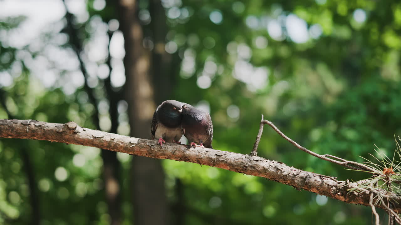 Two black and grey pigeons pecking on a tree branch in the park