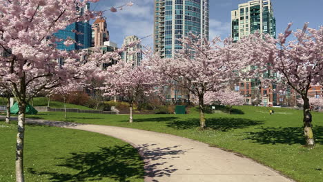 moving shot of cherry tree blossoms in vancouver