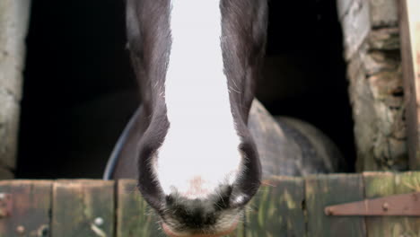 close up of head horse