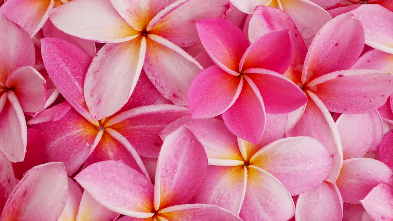 fondo frangipani rosa girado. fondo de la naturaleza o fondo de verano.