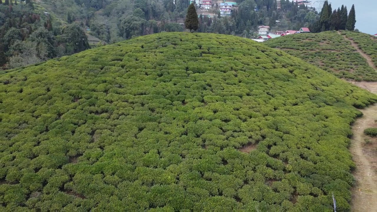 Riprese con drone della piantagione di tè di Mirik