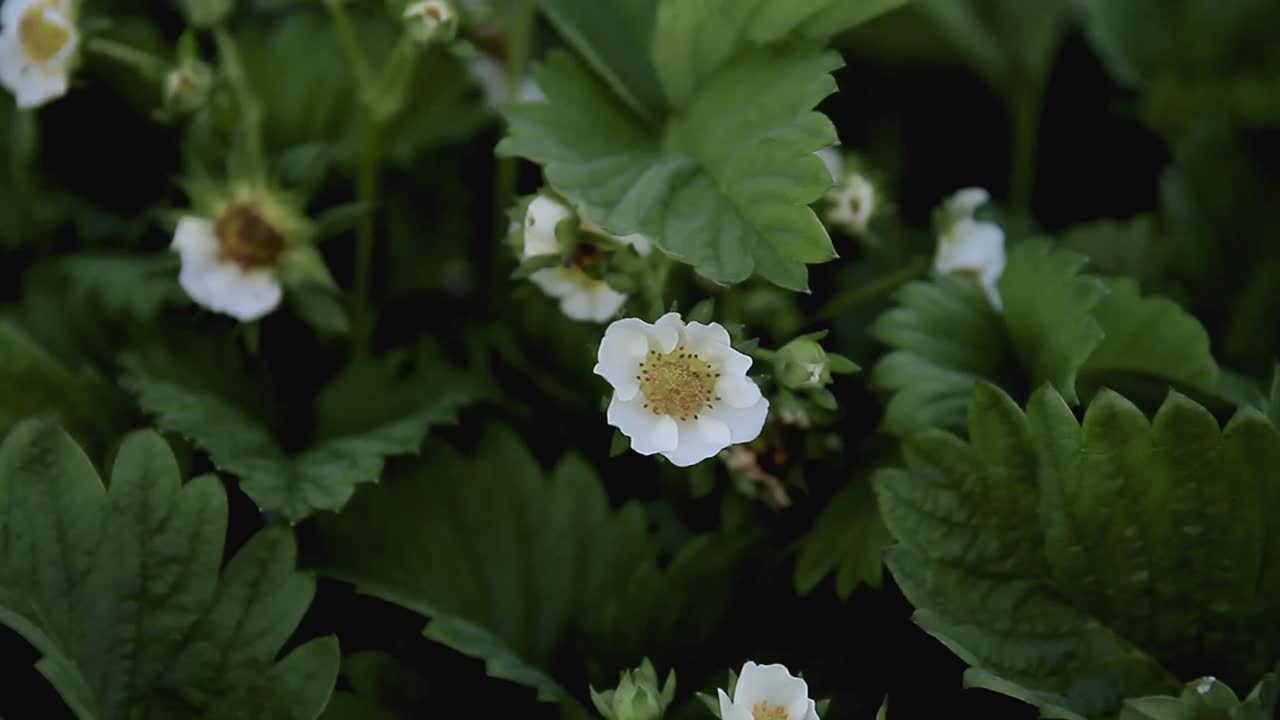 plantas de fresa en un campo que no crece gente almacen de metraje de video