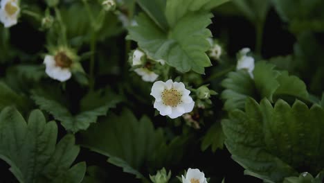 strawberry-plants-in-a-field-growing-no-people-stock-video-stock-footage