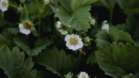 plantas de fresa en un campo que no crece gente almacen de metraje de video