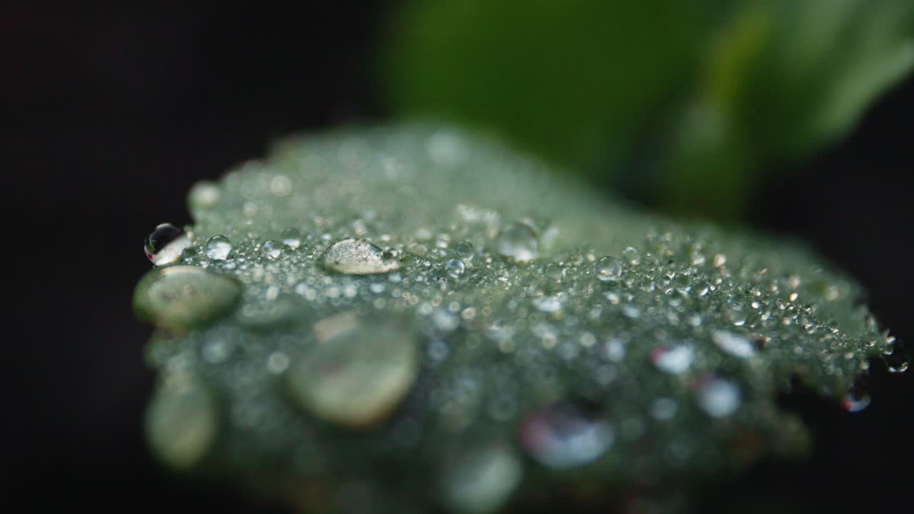 Dew-Covered Leaf