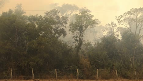 thick acrid smoke from wildfires permeates the sky in the brazilian pantanal